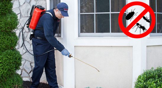 Denizli Kemirgen İlaçlama böcek ilaçlama ve haşere kontrolü — ilaclama-tr.com